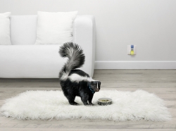 Ambi Pur Electric Air Freshener: Skunk