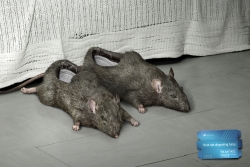 Tinactin Anti-fungal cream: Mouse/Stool/Fish 