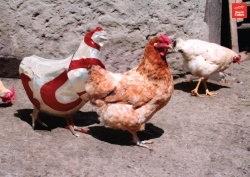 Stock Cubes: Chicken or Beef (or PorK)