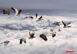 Flights and destinations: Birds