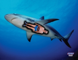 Snickers: Shark