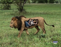 Snickers: Lion