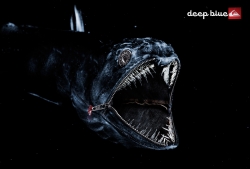 Quicksilver: Deep Blue