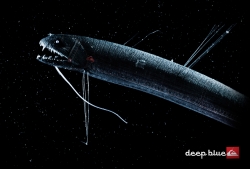 Quicksilver: Deep Blue