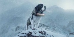 Financial Times: St Bernard