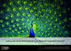 National Geographic Channel: Peacock