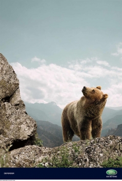 Defender: Bear