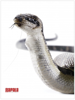 Rapala: water snake