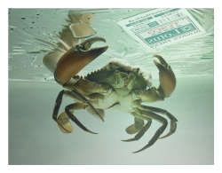 tesco lotus: crab pack
