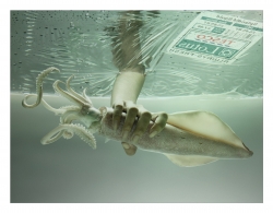 tesco lotus: squid pack