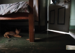 Animal Welfare: Pets are not toys