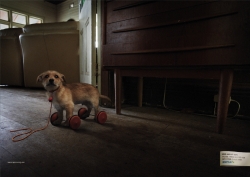 Animal Welfare: Pets are not toys