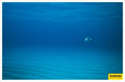 Wonderbra Swimwear: Fish