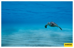 Wonderbra Swimwear: Turtle