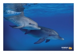 Olympus 790SW Camera: Dolphins