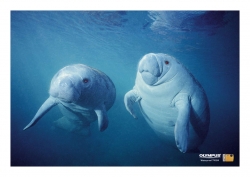 Olympus 790SW Camera: Dugongs