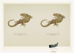 Ultraoptec spotting scopes: Lizard