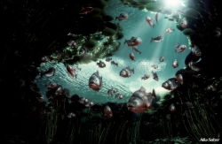 Alka seltzer: Piranha