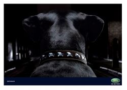 Defender: Dog Collar