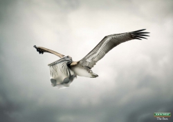 John West: Peli-can