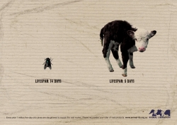 Animal Welfare: Bobby Calf