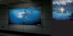 Wildaid: Shark
