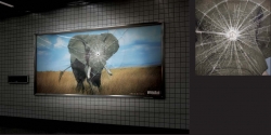 Wildaid: Elephant