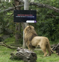 TV2 Mission: Impossible III: Lion enclosure