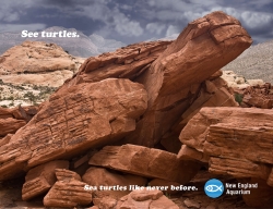 New England Aquariam, Sea turtles exhibit: Rock