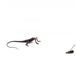 Black & Decker Lawn Mower: Lizard