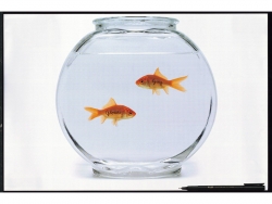 Pilot Water Resistant Markers: Goldfish