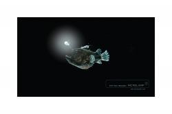 lighting: Fish