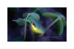 lighting: Bug