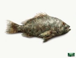 Chlormint:  Fish