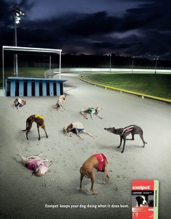 Exelpet: Greyhounds