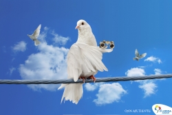 Florida Center: Dove