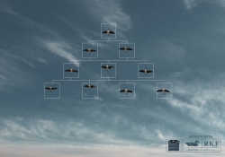 rockford: organization chart