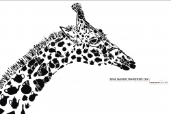 Mirador del Alto: Giraffe