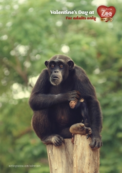 Wellington Zoo: Adults Only