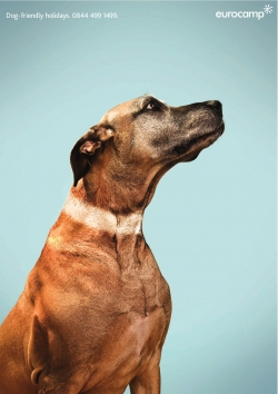 Eurocamp: Great Dane