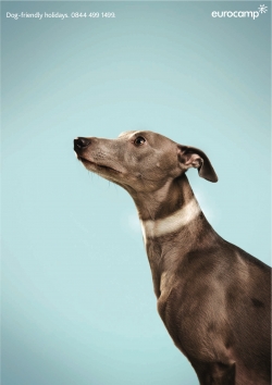 Eurocamp: whippet