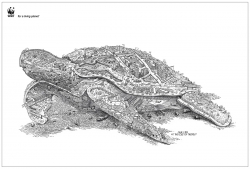 WWF: Turtle
