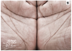 WWF: Whale
