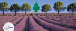 Brittany Ferries: Royal Pine