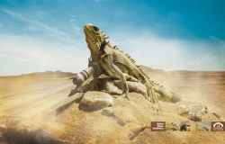 Portal La Dehesa: Alligator