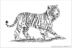 Mirador del Alto: Tiger
