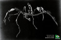 SOS Mata Atlantica: Bones two