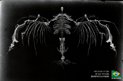 SOS Mata Atlantica: Bones three