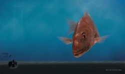 Jeep: Fish