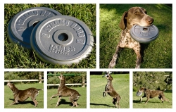 Iams Dog Food: Frisbee